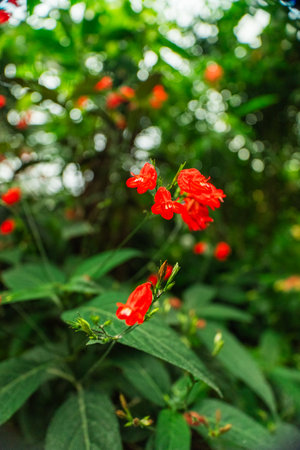 Red Salvia Flower Bud Angiospermaeの写真素材
