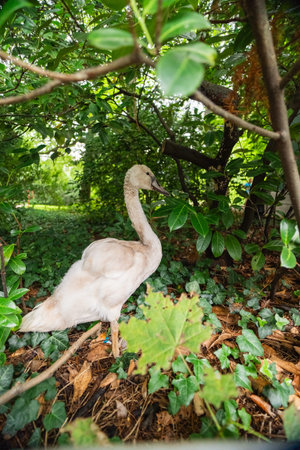 Gray Swan Standing Near a Bush in Natureの写真素材