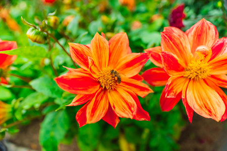 Bee Collecting Nectar on Dahlia Flowerの写真素材