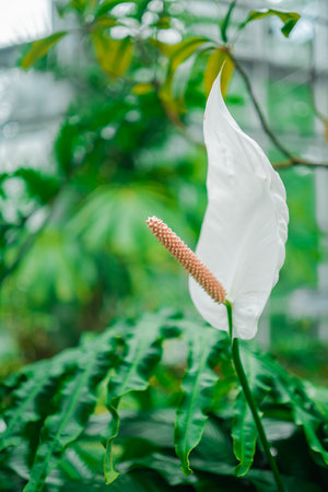 Beautiful Peace Lily Flower Spathiphyllumの写真素材