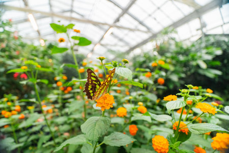 Green Butterfly Siproeta Stelenes on Orange Flower Common Lantanaの写真素材