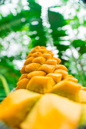 Yellow Plant Cone of the Encephalartos Villosus Cyad Extreme Close-upの写真素材