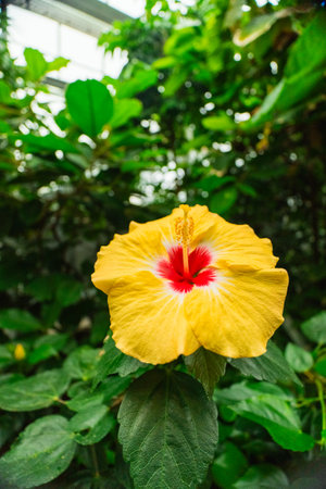 Yellow Hibiscus Insularis Sinensis Flowerの写真素材
