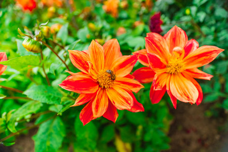 Bee Collects Nectar on Orange Dahlia Flowerの写真素材