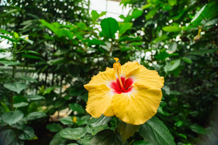 Yellow Hibiscus Insularis Flower Blossomの写真素材