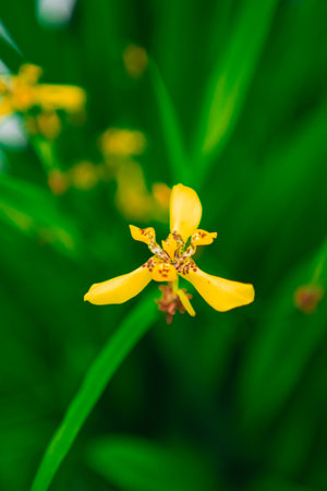 Yellow Apostle Iris Flower Plantの写真素材