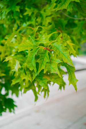 Green Northern Red Oak Leaves Reaching From the Branch of a Tree in a Green Park Garden Near an...