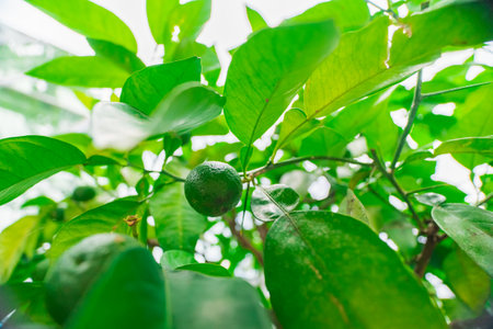 Fresh Lime Fruit Hanging from Tree Lemon Fruit Hanging from Treeの写真素材