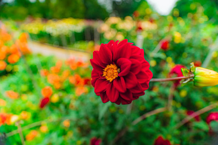 Beautiful Dahlia Daisy Flower Blossom Dahlia Coccinea in a Green Organic Sphere Gardenの写真素材