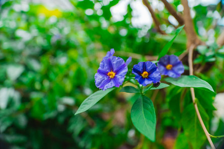 Blue Paraguay Nightshade Flower Blossom Known as Lycianthes Rantonnetiiの写真素材