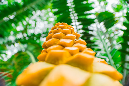 Tropical Cone of Encephalartos Villosus Plantの写真素材