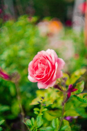 Pink Rose Flower Blossoms in a Green Ecological Park Garden During Spring Time in the Sunshine With Beautiful Blossom Close-up in Portrait Imageの写真素材