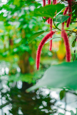 Red Acalypha Hispida Chenille Plant Above A Garden Pondの写真素材