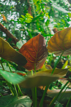 Green Elephant Ear Coloasia in Hazy Sunlight in a Tropical Jungleの写真素材