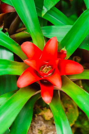 Red Nidularium Innocentii Plant Growing in a Green Ecological Garden Biotope Mimicing Rain Forest Environment as Close-up in Portrait Imageの写真素材