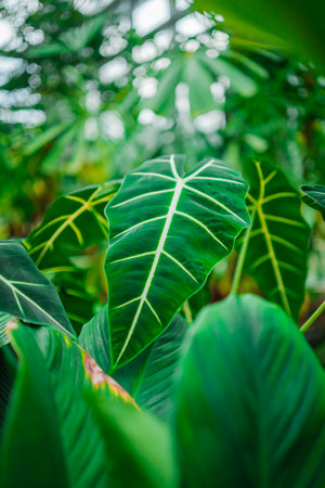 Green Alocasia Micholitziana Leaves in a Tropical Greenhouse Biotope Environmentの写真素材