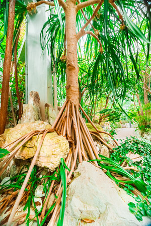Trunk and Roots of the Hala Tree Known as Pandanus Tectorius Thatch Screwpine, Tahitian Screwpine or Pandanus Rooting Into Rocks in an Ecological Bio Sphere in Portrait Imageの写真素材