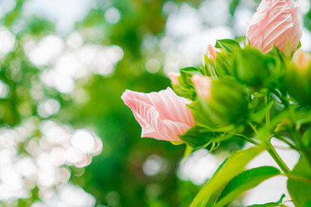 Rose Hibiscus Moscheutos Flower Bud Before Blossom in a Green Ecological Garden Like Biotope Close-up in Landscape Imageの写真素材