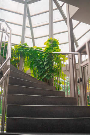 Green Burdock Plants Growing Along Some Stair Railes in a Greenhouseの写真素材