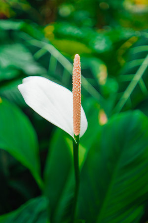 White Peace Lily Flower Known as Spathiphyllum Blossoms in a Green Ecological Biosphere Close-up in Portrait Imageの写真素材