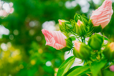Rose Hibiscus Moscheutos Flower Budの写真素材
