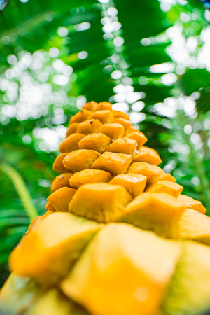 Yellow Plant Cone of the Encephalartos Villosus Cyad Close-upの写真素材