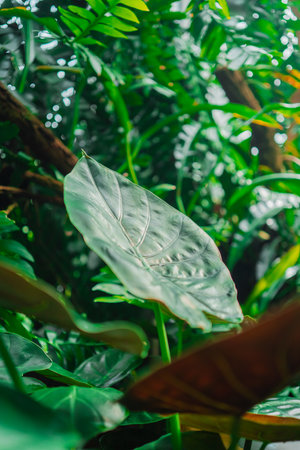 Green Elephant Ear Known as Coloasia Gets Sunlight in a Tropical Ecological Jungle Environment Close-up in Portrait Imageの写真素材