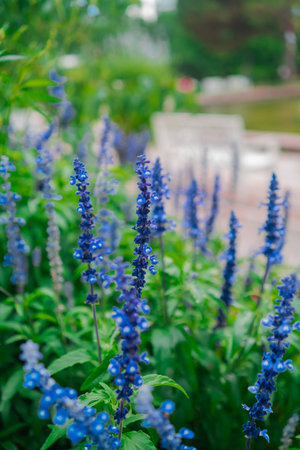 Blue Salvia Flower Growing in a Green Ecological Park Environment Near a Biotope Close-up in Portrait Imageの写真素材
