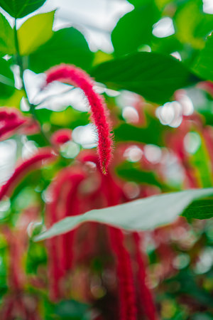 Red Chenille Plant Acalypha Hispida in a Greenhouse Biotopeの写真素材