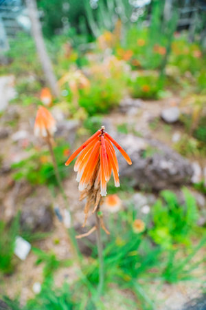 Red Torch Lily Known as Kniphofia Uvaria Tritomea Red Hot Poker in an Ecological Bio Sphere Garden on a Spring Day Outdoors in Portrait Imageの写真素材