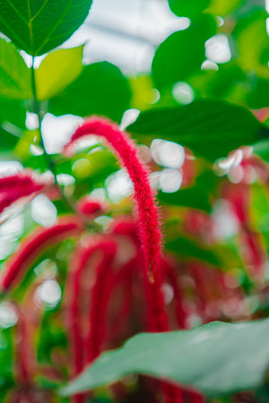 Red Chenille Plant Acalypha Hispidaの写真素材