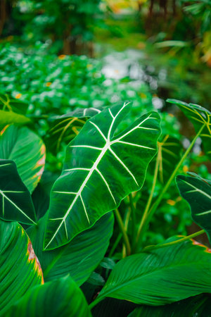 Green Alocasia Micholitziana Leaves Close-Upの写真素材