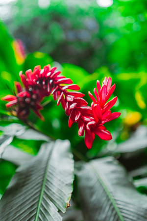 Red Ginger Flower Known as Alpinia Purpurataの写真素材