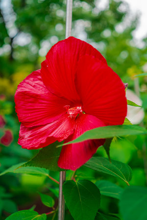 Red Hibiscus Moscheutos Flower Blossoms in a Green Ecological Garden Like Biotope Close-up in Portrait Imageの写真素材