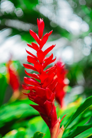 Red Alpinia Purpurata Reaching Ginger Flower Blooming Upの写真素材
