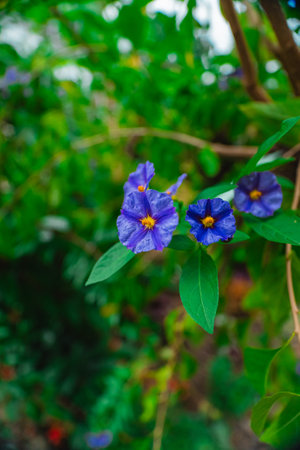 Blue Paraguay Nightshade Flower Blossom Known as Lycianthes Rantonnetii or Blue Potato Bushの写真素材
