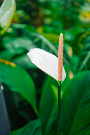 White Peace Lily Flower Known as Spathiphyllum Blossomsの写真素材