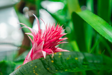 Pink Aechmea Fasciata Flower Bud with Spikes Surrounded by Leavesの写真素材