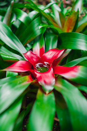 Red Nidularium Innocentii Rain Forest Plantの写真素材