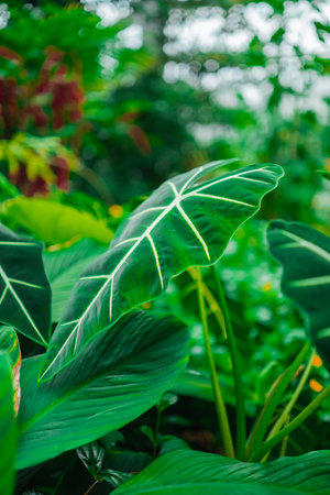 Green Alocasia Micholitziana Leaves in a Green Environmentの写真素材