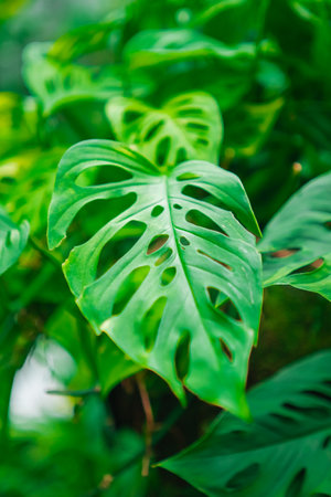 Swiss Cheese Green Plant Monstera Deliciosa Botanically Grownの写真素材