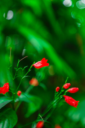 Red Ruellia Flower Known as Wild Petunias in Ecological Biosphere Garden With Other Flowers as Close-up in Portrait Imageの写真素材