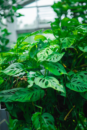 Green Monstera Deliciosa Leaves in a Greenhouseの写真素材