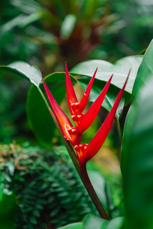 Red Parrot Beak Heliconia Flowerの写真素材