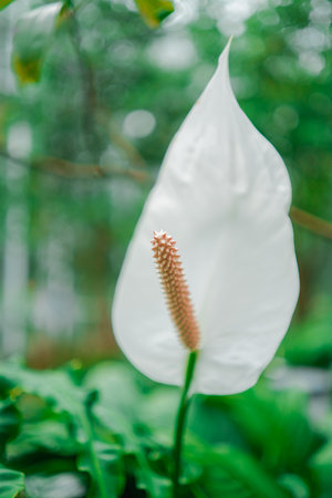 White Peace Lily Flower Spathiphyllumの写真素材