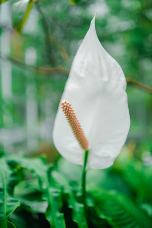 Detailed View of a Peace Lily Flower Spathiphyllum Close Upの写真素材