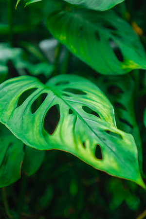 Green Monstera Deliciosa Leaves Known as Swiss Cheese Plant Split Leaf in the Rain Forestの写真素材