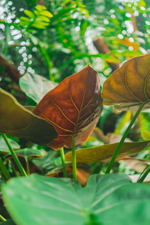 Green Elephant Ear Known as Coloasia Gets Sunlight in a Tropical Ecological Jungleの写真素材