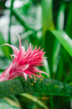 Pink Aechmea Fasciata From the Bromeliaceae Familyの写真素材