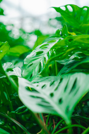 Green Monstera Deliciosa Leaves Known as Swiss Cheese Plant Split Leaf Philodendron in a Tropical Greenhouseの写真素材